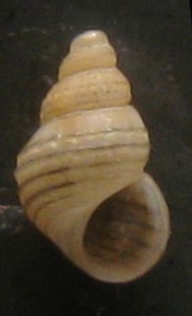 Alvania - Tarifa a riva